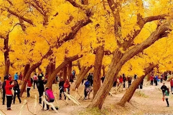 內蒙古額濟納旗景區(qū)